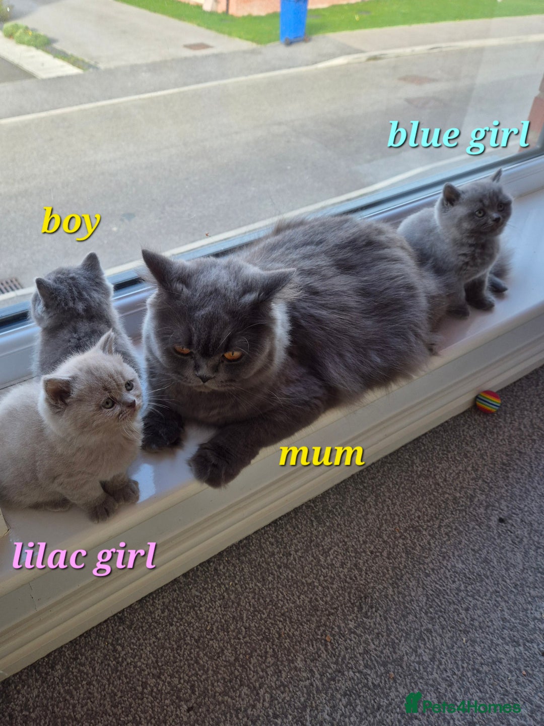 British Shorthair cats for sale: BSH kittens for new home  - Image 2