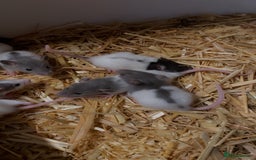 Rat rodents for sale: Good verity of male and female baby rats  - Image 5