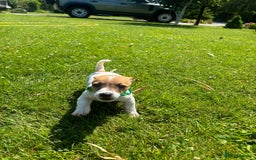Jack Russell dogs for sale: Jack Russell Puppies - Litter of 7 - Image 13