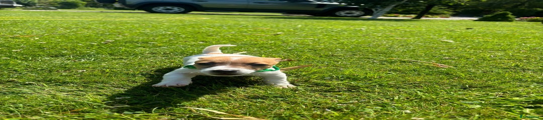 Jack Russell Puppy - Green Collar