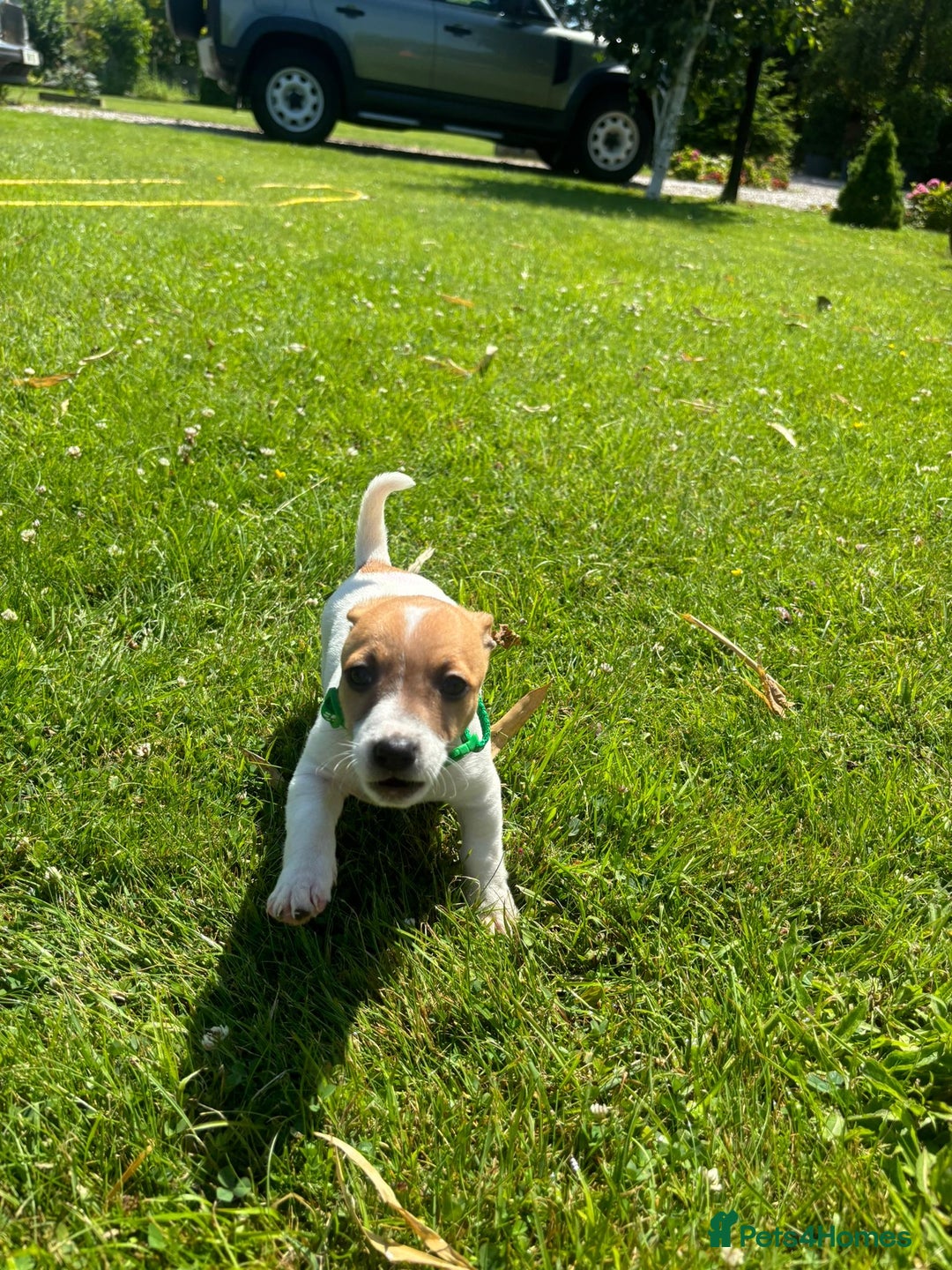 Jack Russell dogs for sale: Jack Russell Puppies - Litter of 7 - Image 13