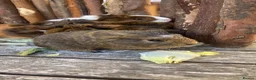 Guinea Pig rodents for sale: Abyssinian/ long-haired babies - Advert 19