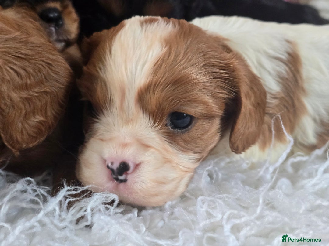 Cavalier King Charles Spaniel dogs for sale: Beautiful KC reg Cavalier King Charles Puppies  - Advert 4