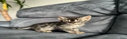 Bengal cats for sale: Bengal Kitten For Sale (Ready to go - Last One) - Advert 12