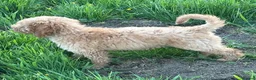 Cavapoochon dogs for sale: Gorgeous Apricot Cavapoochon Girl - Advert 7