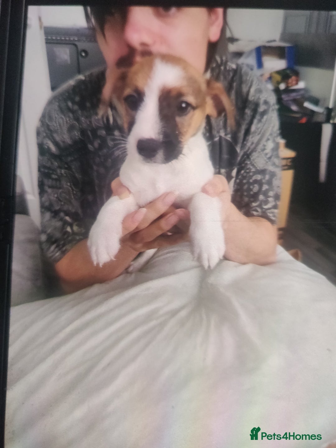 Mixed Breed dogs for sale: Puppies - Advert 4