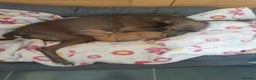 Italian Greyhound dogs for sale: Beautiful Italian Greyhounds - Advert 1
