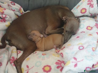 Italian Greyhound dogs Beautiful Italian Greyhounds - Advert 1