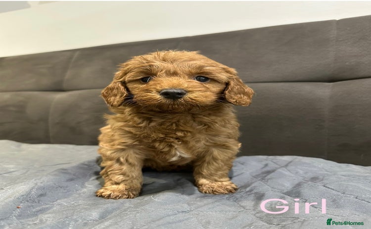 Cockapoo dogs - Advert 6