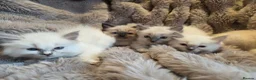 Ragdoll cats for sale: 🏆GCCF REG. EXTENSIVELY TESTED RAGDOLL KITTENS🌟 - Advert 11