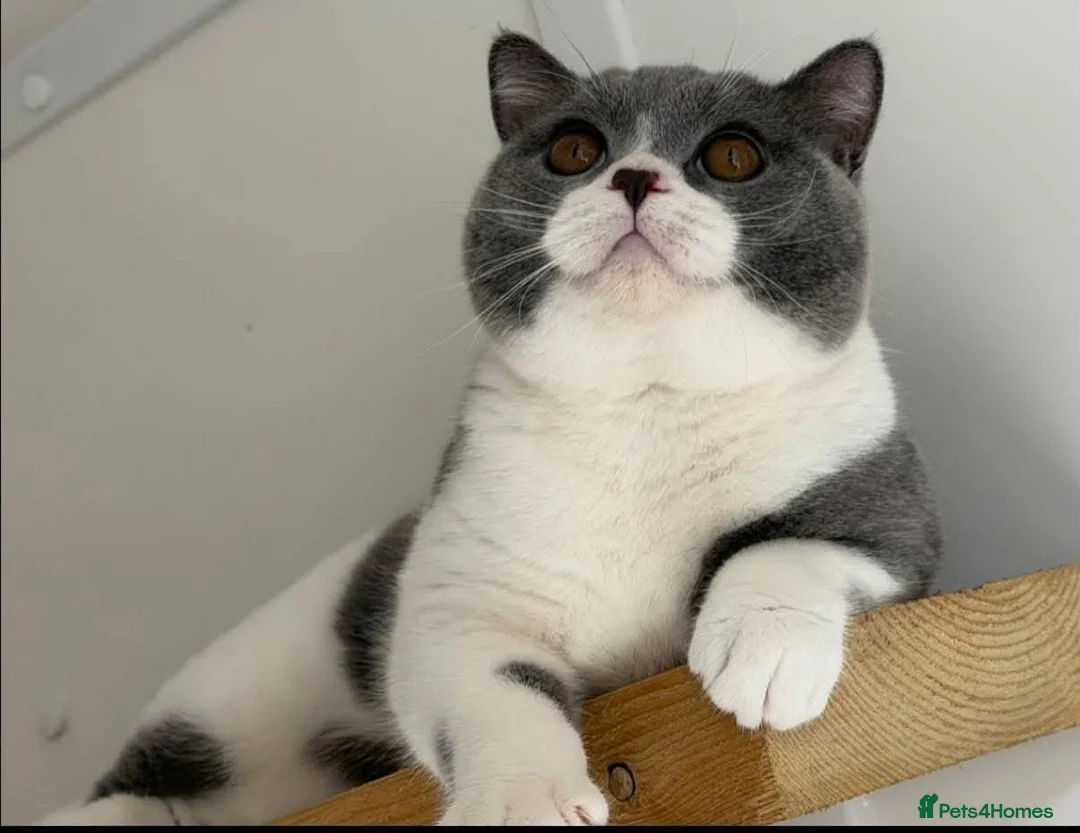 British Shorthair cats for sale: British shorthair boy  - Advert 1