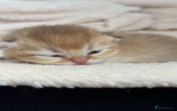British Shorthair cats for sale: BSH Golden kittens Show quality Ch line  - Image 4