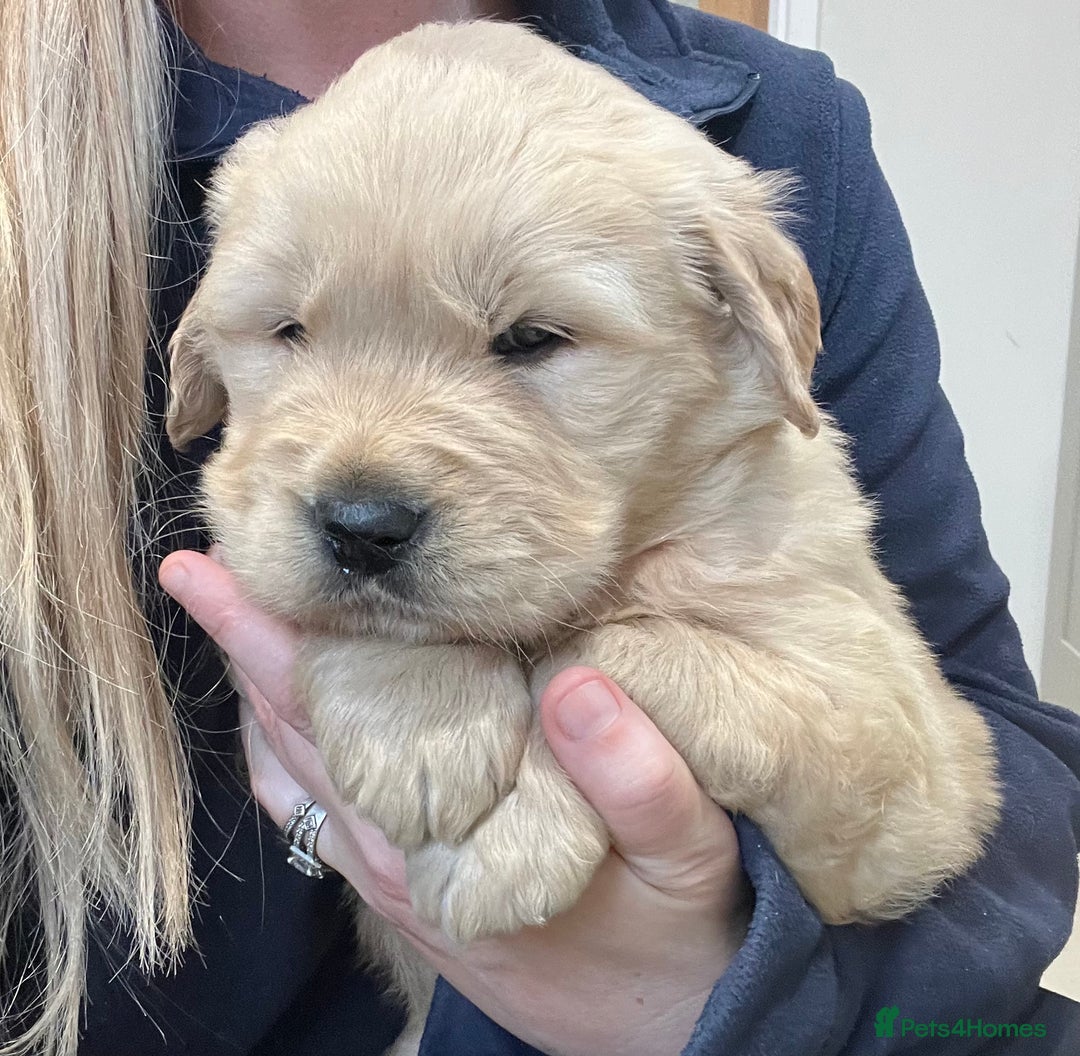 Golden Retriever dogs for sale: Beautiful KC Show Type Golden Retriever  Puppies - Advert 4