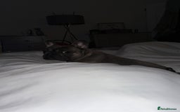French Bulldog dogs for sale: 1yr 2month Male french bulldog - Image 7