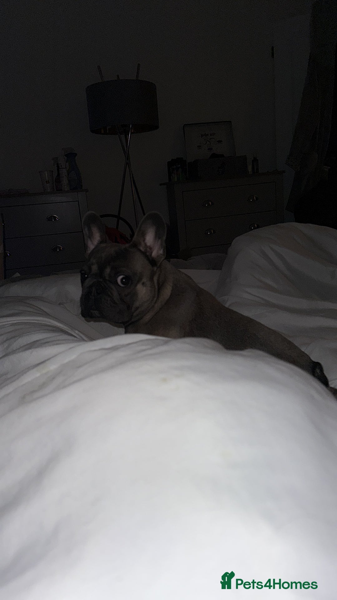 French Bulldog dogs for sale: 1yr 2month Male french bulldog - Image 7