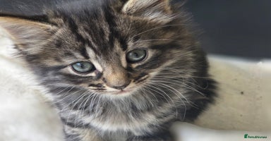 Mixed Breed cats - Advert 16