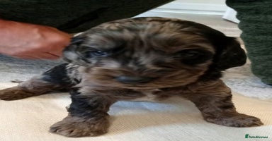 Cockapoo dogs - Advert 5