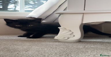 British Shorthair cats - Advert 9
