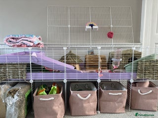 Guinea Pig rodents for sale - Advert 1