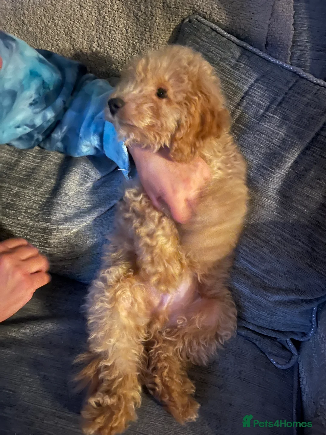 Toy Poodle dogs for sale: Apricot toy poodle - Advert 4