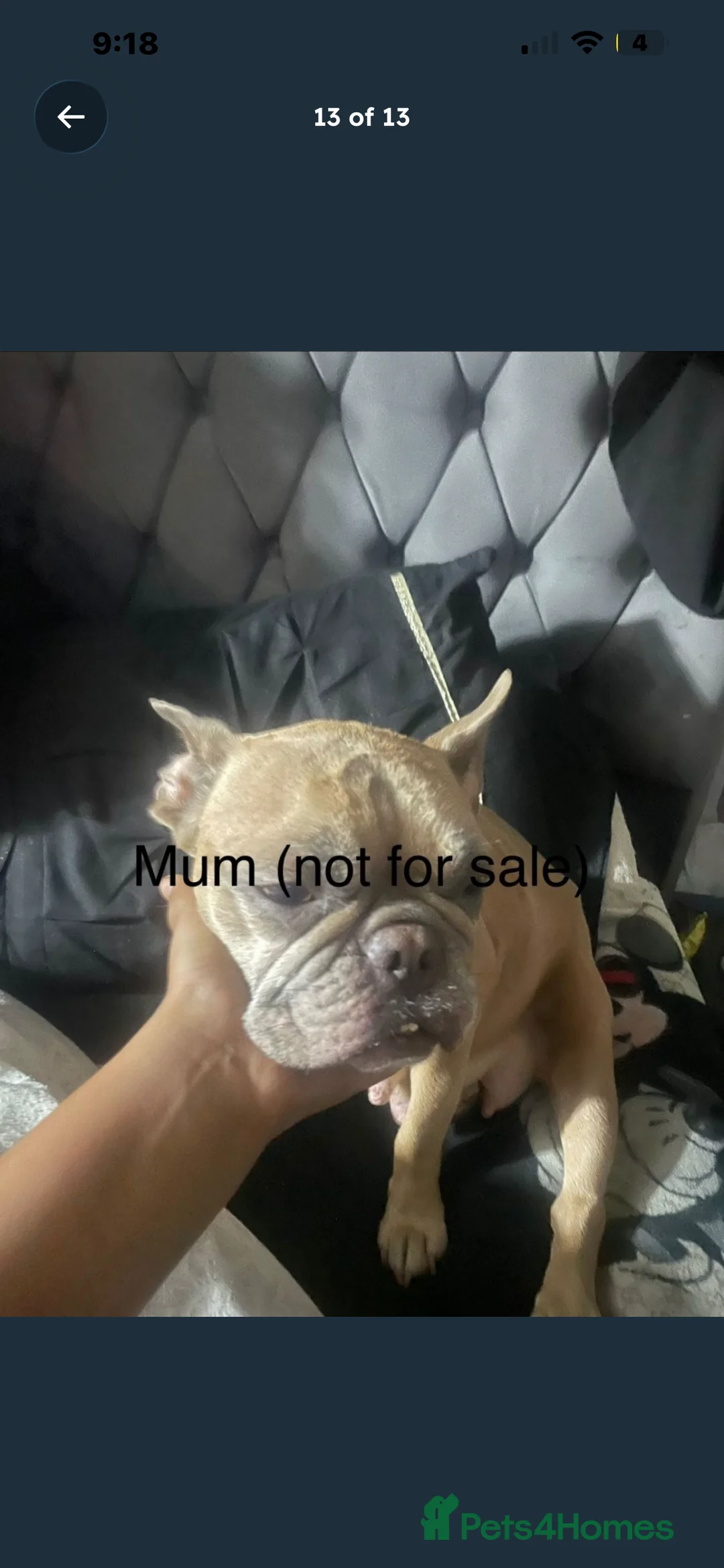 Mixed Breed dogs for sale: Beautiful boy  - Advert 2