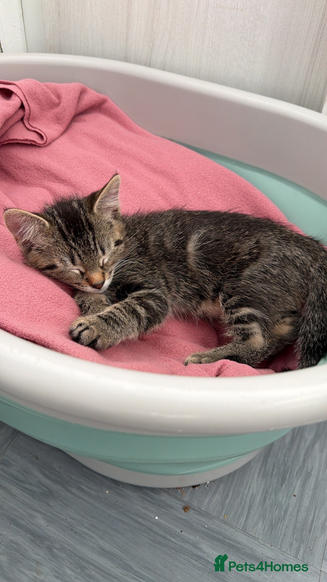 Mixed Breed cats Male kitten ready to go  - Advert 2