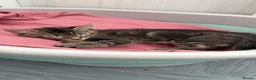 Mixed Breed cats for sale: Male kitten ready to go  - Advert 1