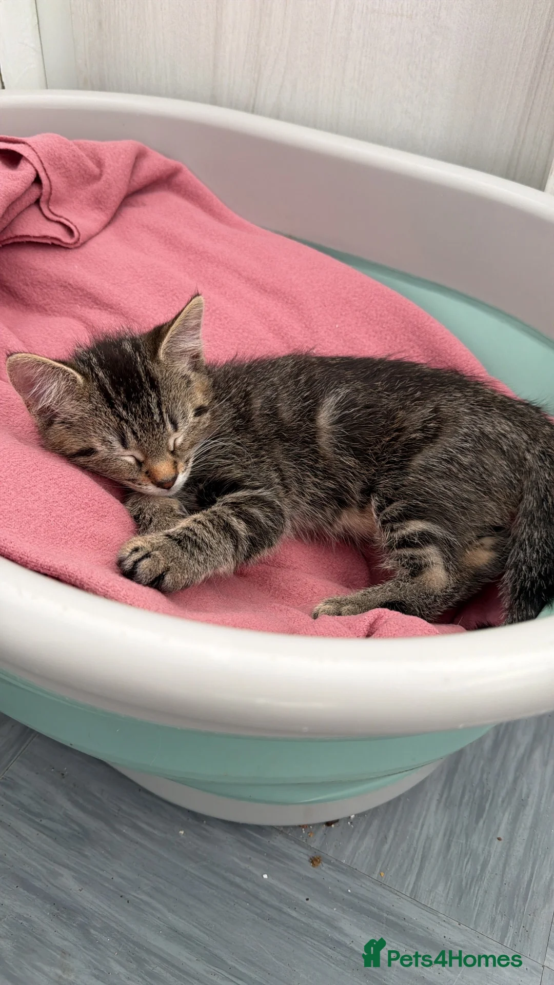 Mixed Breed cats for sale: Male kitten ready to go  - Advert 1