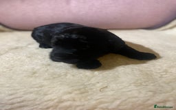 Cockapoo dogs for sale: Cockapoo pups  - Image 5
