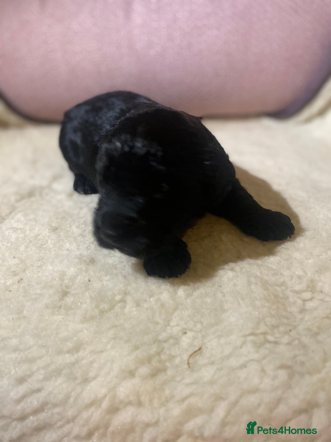 Cockapoo dogs for sale: Cockapoo pups  - Image 5