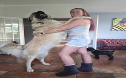 Mixed Breed dogs for adoption: TEDDY - Romanian Carpathian Shepherd Dog - Image 3