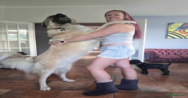 Mixed Breed dogs - Advert 3