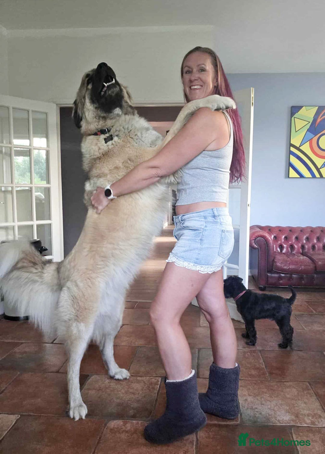 Mixed Breed dogs for adoption: TEDDY - Romanian Carpathian Shepherd Dog - Image 3