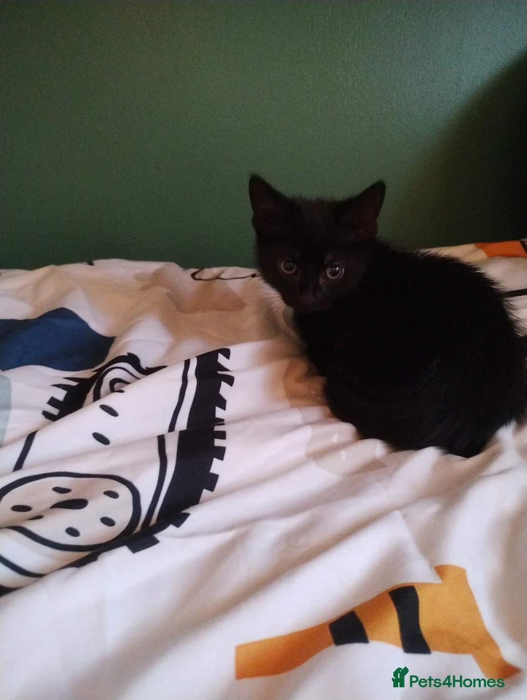 Mixed Breed cats for sale: Beautiful kittens - Advert 6