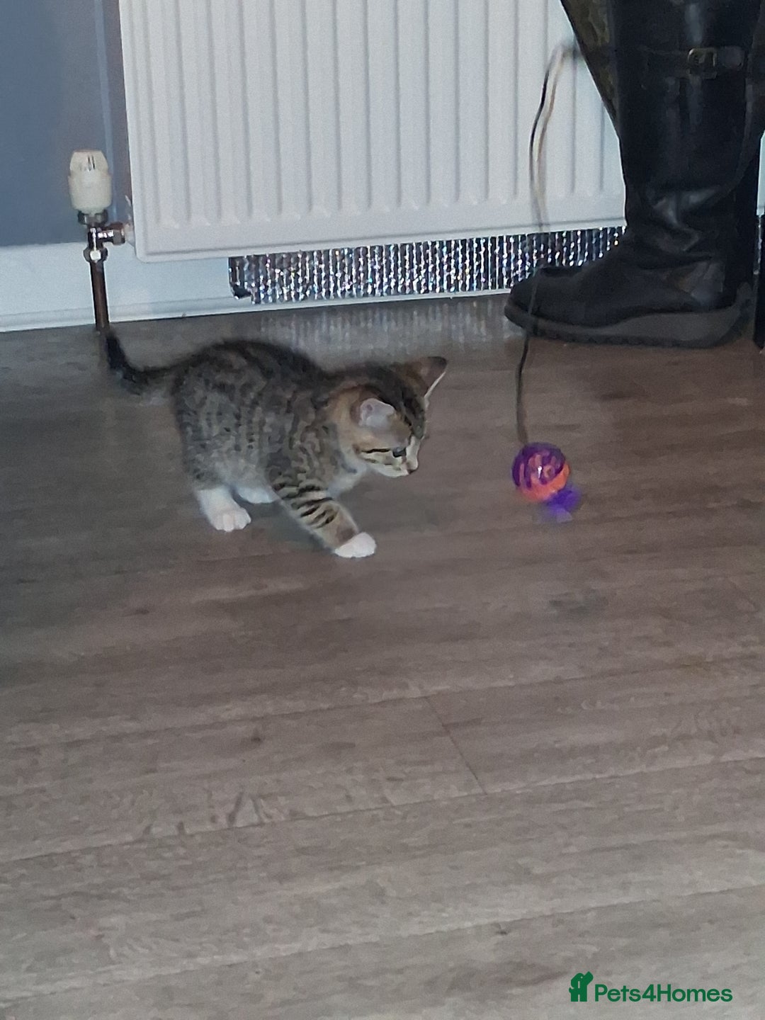 Bengal cats for sale: 1 Bengal boy  1 brown tabby boy - Advert 6