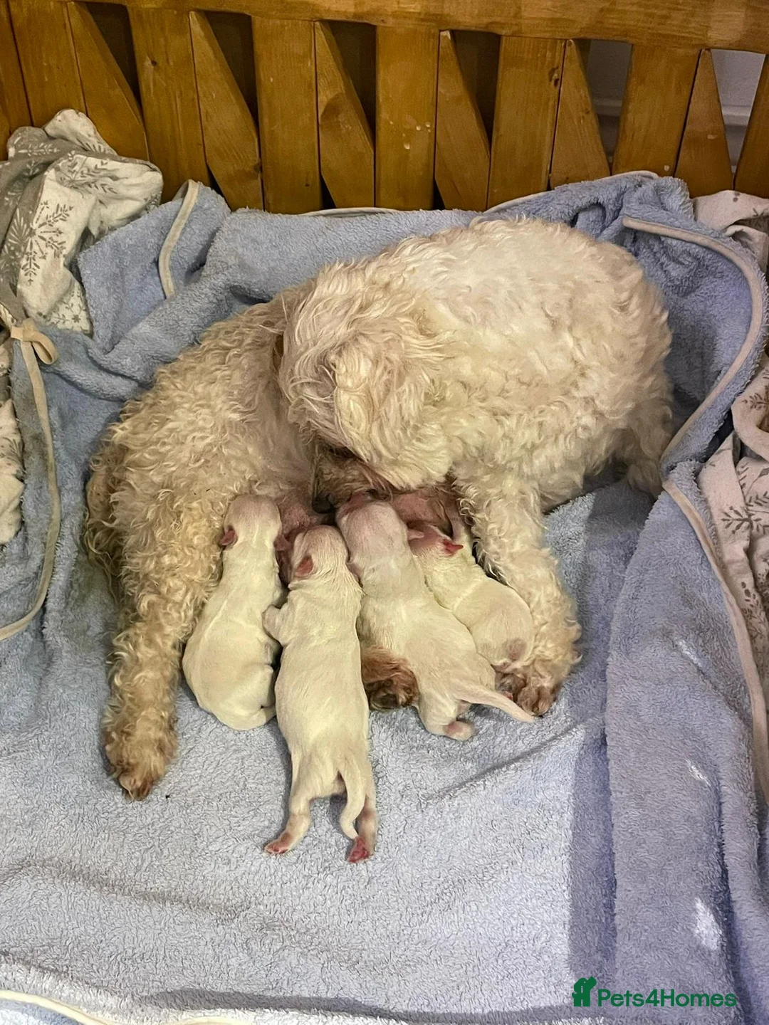 Bichon Frise dogs for sale: bichon frise - Advert 5