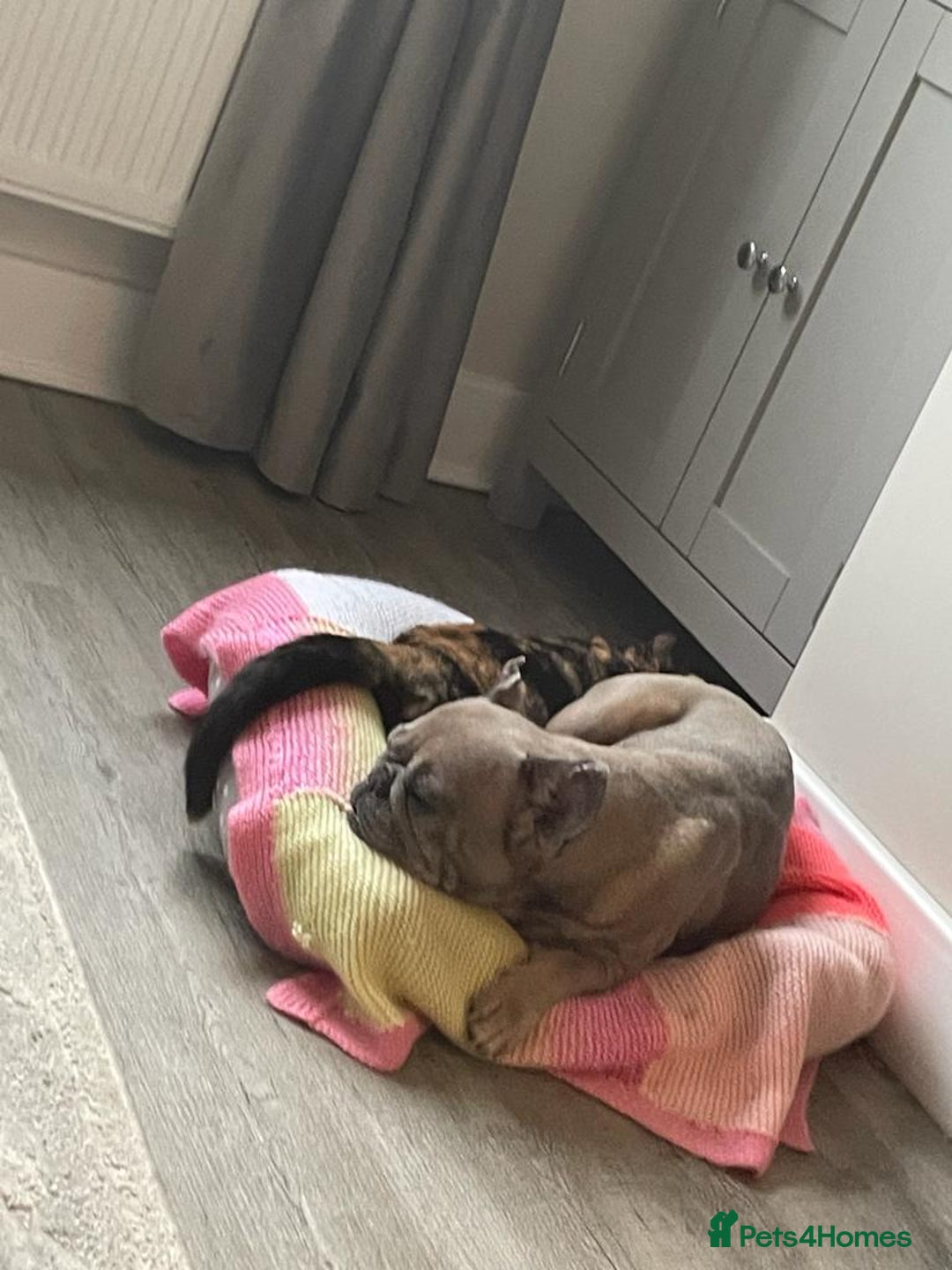 French Bulldog dogs for sale: Dolly - Image 3