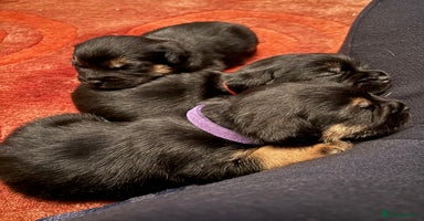 Border Terrier dogs - Advert 2