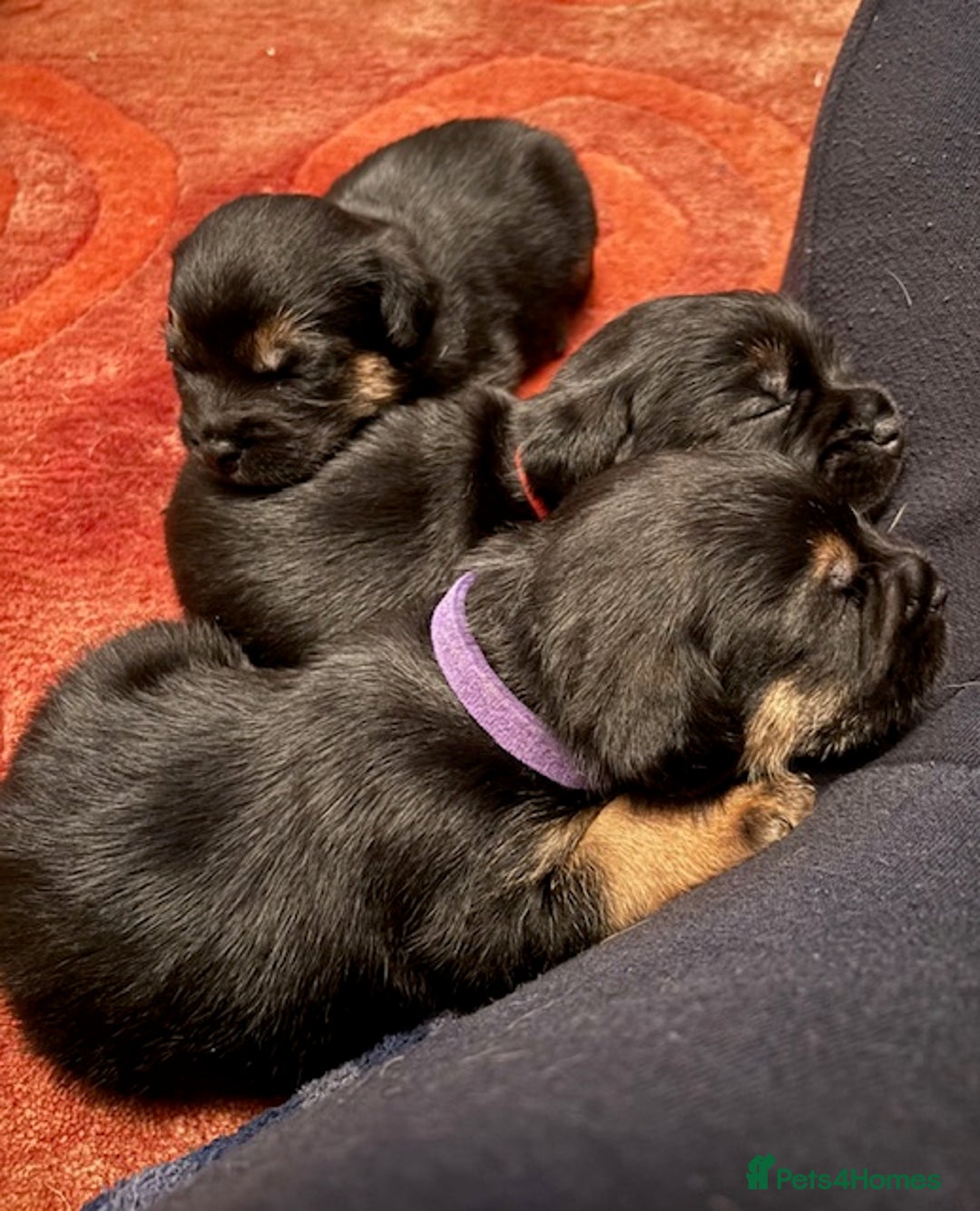 Border Terrier dogs for sale: 2 exceptional KC registered Border Terrier pups - Image 2