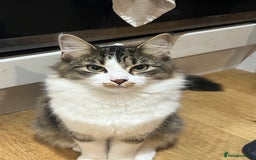 Persian cats for sale: Male Persian Tabby Cat for Sale – Friendly  - Image 5