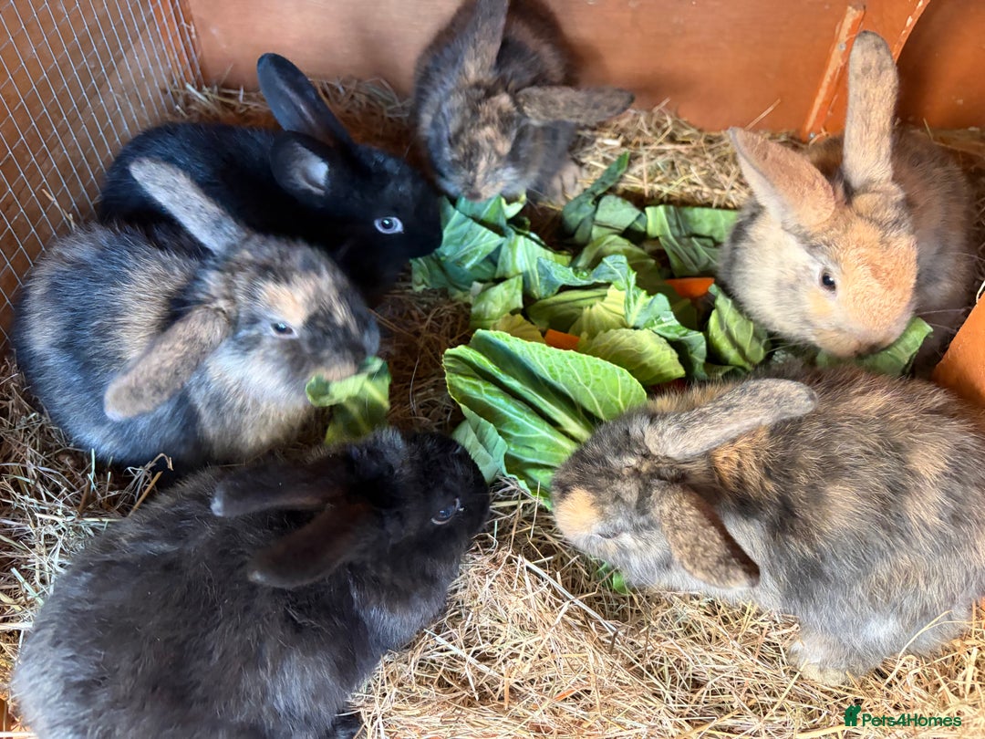 Mixed Breed rabbits for sale: 6 beautiful baby rabbit - Advert 8