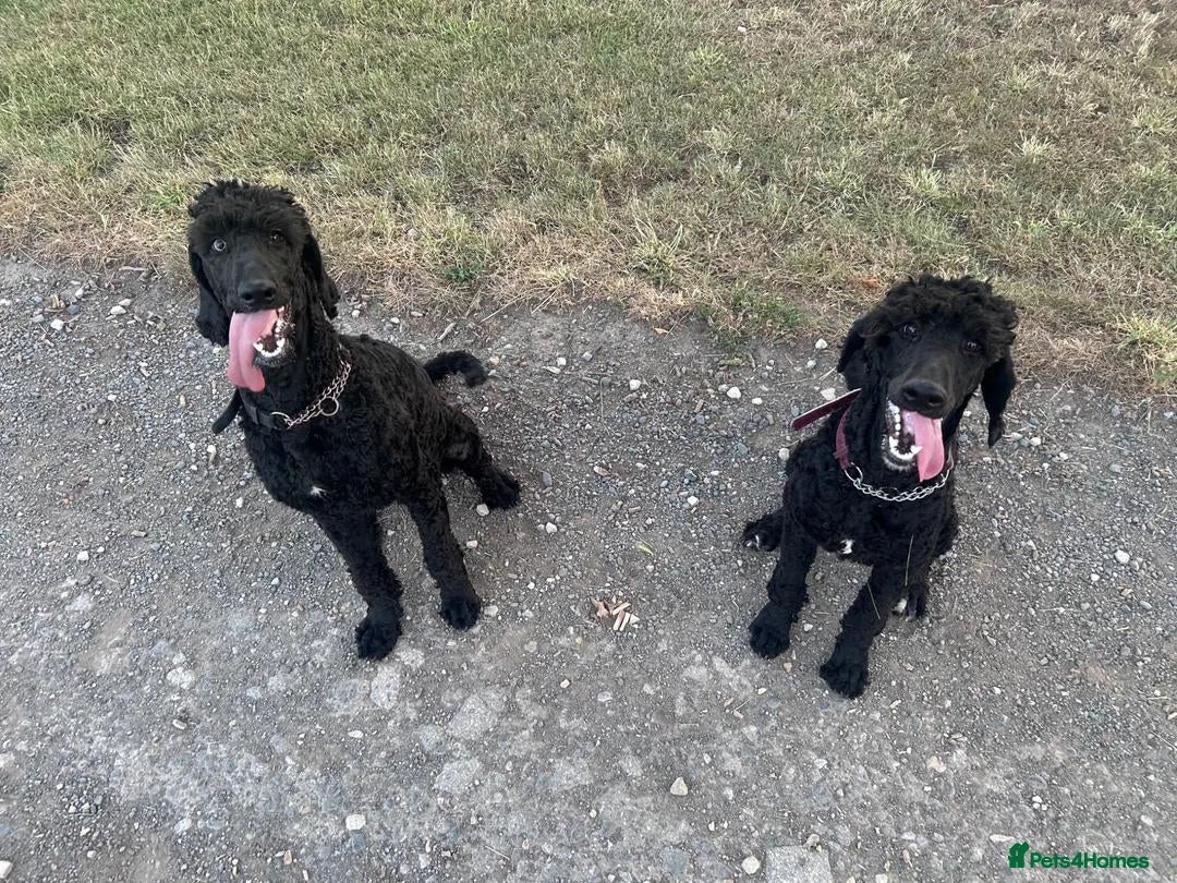 Labradoodle dogs 10 month old labradoodle F1B pups - Advert 14