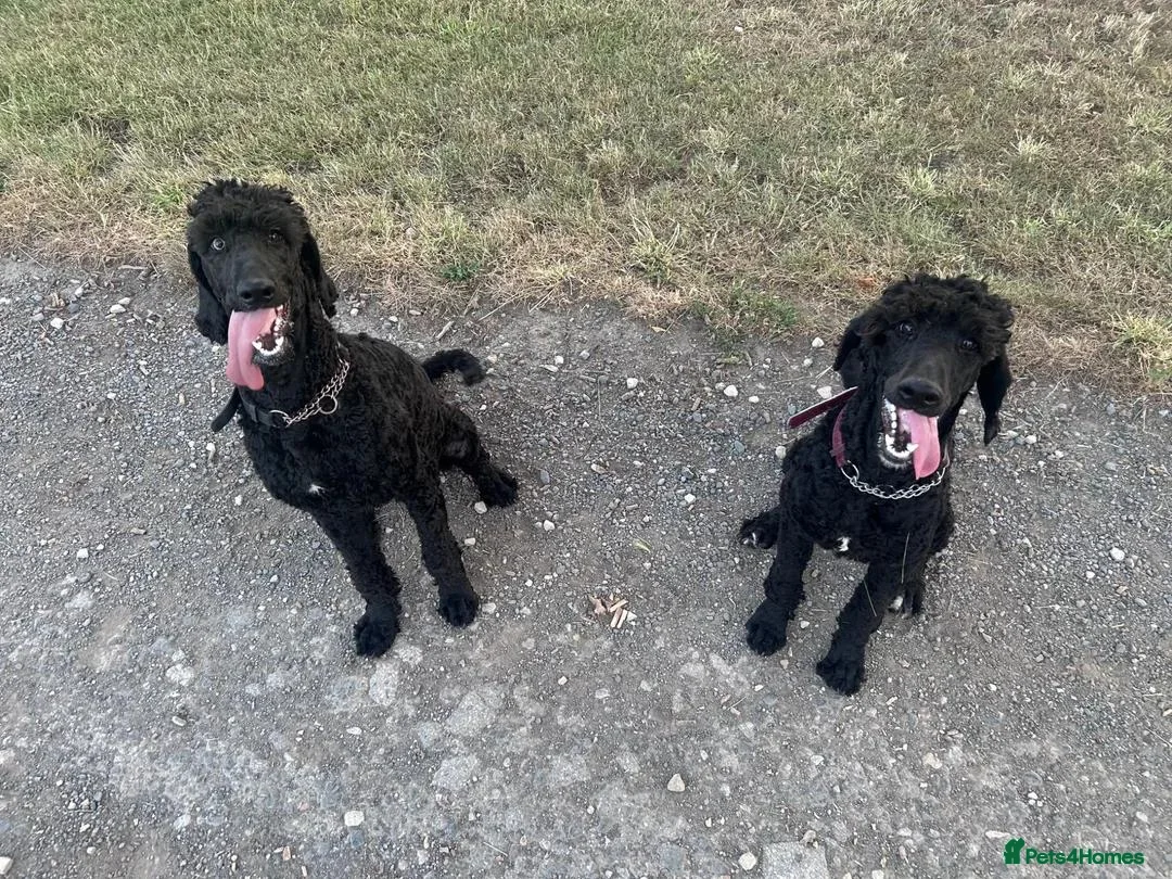 Labradoodle dogs for sale: 10 month old labradoodle F1B pups - Advert 1