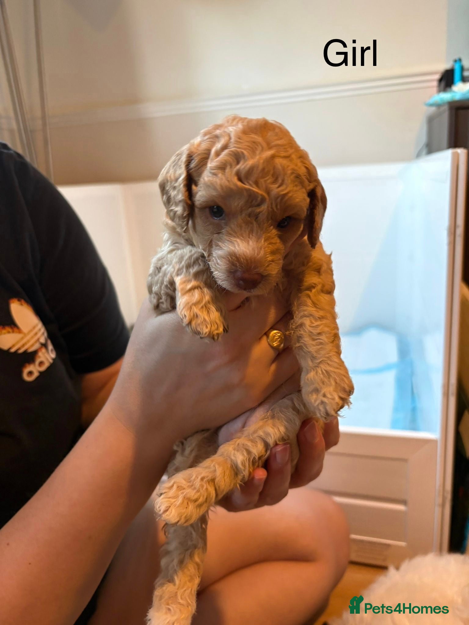 Cockapoo dogs Beautiful F2b Cockapoo puppies - Advert 2
