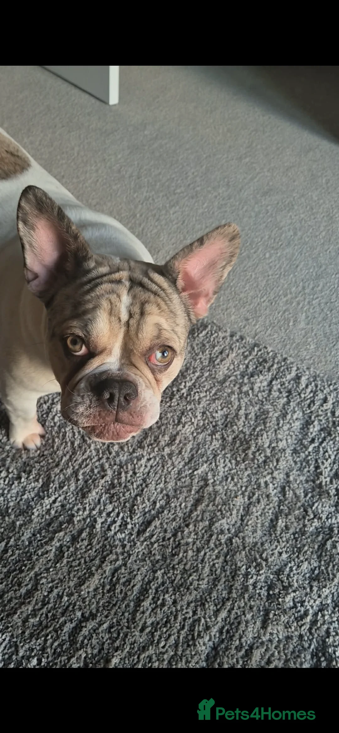 French Bulldog dogs for sale: French Bulldog  - Advert 5