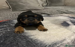 Rottweiler dogs for sale: Rottweiler puppies - Image 5