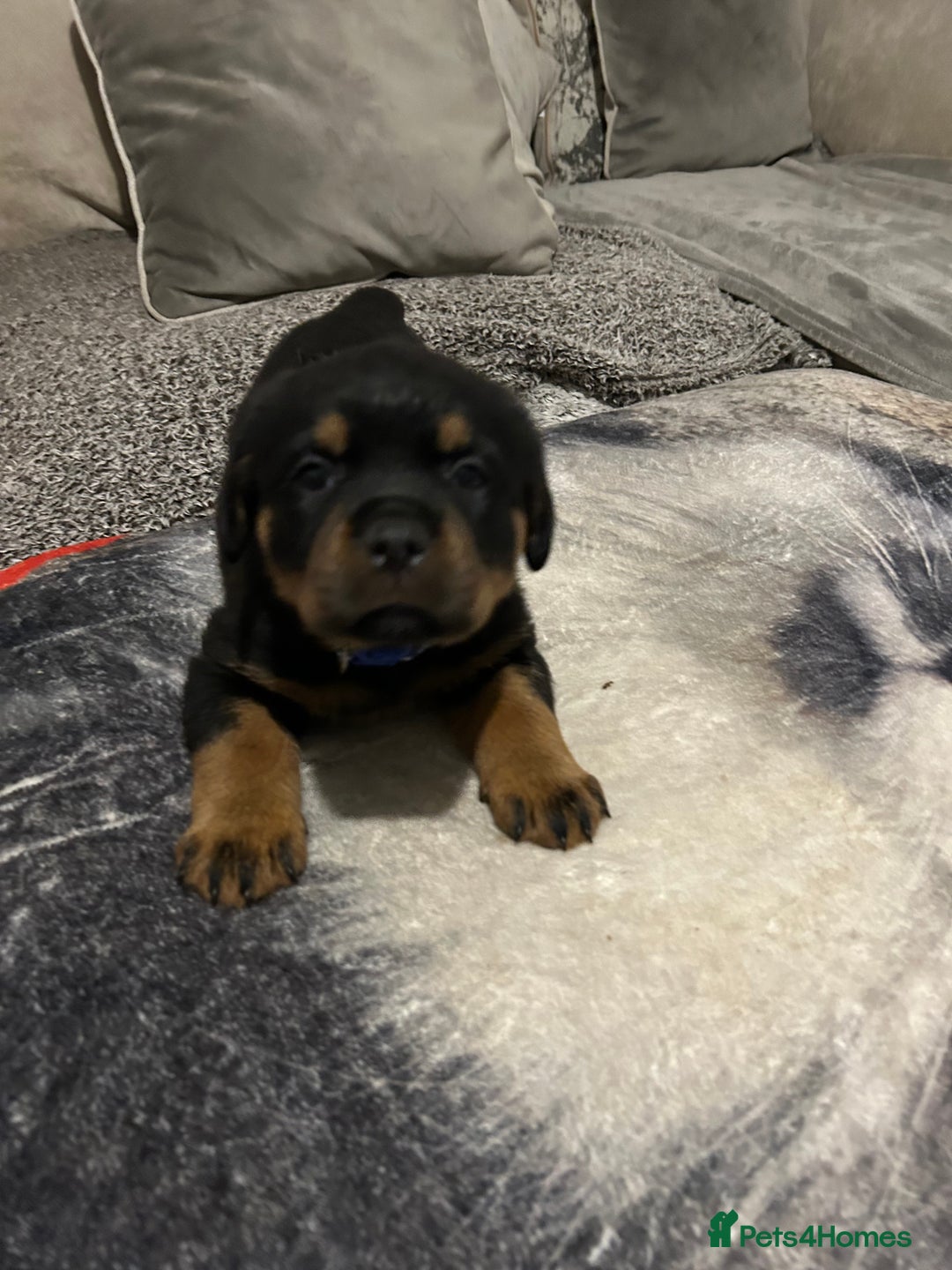 Rottweiler dogs for sale: Rottweiler puppies - Image 5