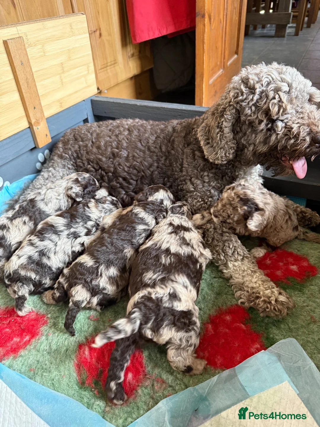 Cockapoo dogs for sale: Chocolate Merle cockapoo puppies  - Advert 2