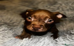 American Bully dogs for sale: pocket bully pups looking for there forever home  - Image 1