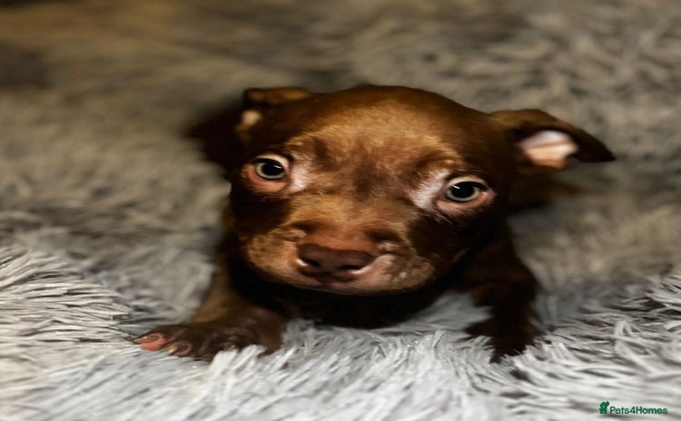 American Bully dogs - Advert 4